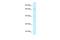 Kinesin light chain 2 antibody, A07118, Boster Biological Technology, Western Blot image 