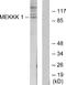 Mitogen-activated protein kinase kinase kinase kinase 1 antibody, A30542, Boster Biological Technology, Western Blot image 