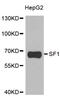 Mammalian branch point-binding protein antibody, abx004917, Abbexa, Western Blot image 