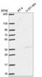 DNA Methyltransferase 3 Like antibody, NBP2-58155, Novus Biologicals, Western Blot image 