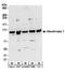 Hexokinase 1 antibody, A304-252A, Bethyl Labs, Western Blot image 