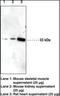 Insulin Like Growth Factor Binding Protein 5 antibody, orb95521, Biorbyt, Western Blot image 
