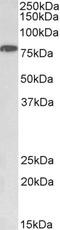 Component Of Inhibitor Of Nuclear Factor Kappa B Kinase Complex antibody, LS-C204990, Lifespan Biosciences, Western Blot image 