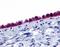 Adhesion G Protein-Coupled Receptor D1 antibody, orb85544, Biorbyt, Immunohistochemistry paraffin image 