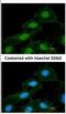 Calcium/Calmodulin Dependent Protein Kinase I antibody, NBP2-15683, Novus Biologicals, Immunocytochemistry image 