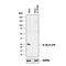 Interleukin 18 antibody, AF2548, R&D Systems, Western Blot image 