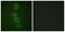 Protein Phosphatase 2 Catalytic Subunit Alpha antibody, PA5-38321, Invitrogen Antibodies, Immunofluorescence image 