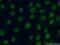 Steroid Receptor RNA Activator 1 antibody, 18699-1-AP, Proteintech Group, Immunofluorescence image 