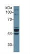 Keratin 23 antibody, MBS2005607, MyBioSource, Western Blot image 