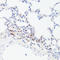 c-Myc antibody, A00026S62, Boster Biological Technology, Immunohistochemistry frozen image 