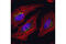 Ras Related GTP Binding C antibody, 9480S, Cell Signaling Technology, Immunocytochemistry image 