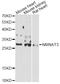 NMNAT3 antibody, LS-C749467, Lifespan Biosciences, Western Blot image 