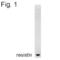 Resistin antibody, PA1-1048, Invitrogen Antibodies, Western Blot image 