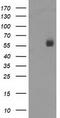 Nectin Cell Adhesion Molecule 1 antibody, LS-C173268, Lifespan Biosciences, Western Blot image 