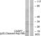 Caspase 7 antibody, abx015562, Abbexa, Western Blot image 