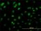 Ecdysoneless Cell Cycle Regulator antibody, H00011319-M01, Novus Biologicals, Immunofluorescence image 