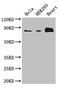 Actin Binding LIM Protein 1 antibody, CSB-PA001107LA01HU, Cusabio, Western Blot image 