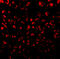 C-C Motif Chemokine Ligand 11 antibody, 1123, QED Bioscience, Immunofluorescence image 