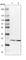 Proteasome Subunit Beta 2 antibody, HPA026322, Atlas Antibodies, Western Blot image 