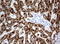 Hydroxyacid Oxidase 1 antibody, LS-C796769, Lifespan Biosciences, Immunohistochemistry paraffin image 
