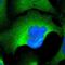PDZ And LIM Domain 3 antibody, NBP1-89134, Novus Biologicals, Immunofluorescence image 