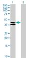 Mitochondrial Ribosomal Protein S9 antibody, H00064965-B02P, Novus Biologicals, Western Blot image 