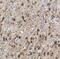 Eukaryotic Translation Initiation Factor 5B antibody, FNab02730, FineTest, Immunohistochemistry paraffin image 