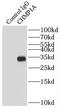 Charged Multivesicular Body Protein 1A antibody, FNab01656, FineTest, Immunoprecipitation image 