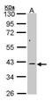 Mitogen-Activated Protein Kinase Kinase 6 antibody, PA5-28572, Invitrogen Antibodies, Western Blot image 