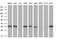 Geranylgeranyl Diphosphate Synthase 1 antibody, MA5-25243, Invitrogen Antibodies, Western Blot image 