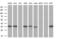 Geranylgeranyl Diphosphate Synthase 1 antibody, MA5-25243, Invitrogen Antibodies, Western Blot image 