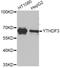 YTH N6-Methyladenosine RNA Binding Protein 3 antibody, A8395, ABclonal Technology, Western Blot image 