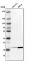 Actin Related Protein 2/3 Complex Subunit 3 antibody, NBP1-89016, Novus Biologicals, Western Blot image 