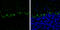 Myosin Heavy Chain 10 antibody, GTX634139, GeneTex, Immunohistochemistry frozen image 