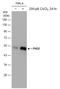 Egl-9 Family Hypoxia Inducible Factor 1 antibody, GTX132293, GeneTex, Western Blot image 