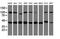 WD Repeat Domain 74 antibody, NBP2-45420, Novus Biologicals, Western Blot image 