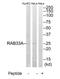 RAB33A, Member RAS Oncogene Family antibody, TA314901, Origene, Western Blot image 