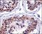 Transcription Factor A, Mitochondrial antibody, NBP1-71648, Novus Biologicals, Immunohistochemistry paraffin image 