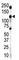 Insulin Receptor Related Receptor antibody, F50644-0.4ML, NSJ Bioreagents, Western Blot image 