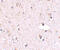 DNA-directed RNA polymerase III subunit RPC6 antibody, 4727, ProSci, Immunohistochemistry frozen image 