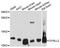 Dynein Light Chain LC8-Type 2 antibody, A13888, ABclonal Technology, Western Blot image 
