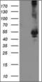 Tryptophan 2,3-Dioxygenase antibody, orb314277, Biorbyt, Western Blot image 