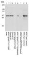 Mitogen-Activated Protein Kinase Kinase 7 antibody, GTX24762, GeneTex, Western Blot image 