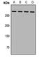 Stabilin 2 antibody, orb411662, Biorbyt, Western Blot image 