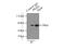 Pyruvate Kinase M1/2 antibody, 15822-1-AP, Proteintech Group, Immunoprecipitation image 