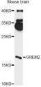 Gremlin 2, DAN Family BMP Antagonist antibody, LS-C749293, Lifespan Biosciences, Western Blot image 