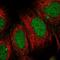 EP300 Interacting Inhibitor Of Differentiation 1 antibody, PA5-62323, Invitrogen Antibodies, Immunofluorescence image 