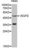 Vascular Endothelial Growth Factor D antibody, MBS126901, MyBioSource, Western Blot image 