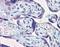 Glucosidase II Alpha Subunit antibody, A09668, Boster Biological Technology, Immunohistochemistry paraffin image 