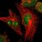 Cell Division Cycle 5 Like antibody, PA5-52276, Invitrogen Antibodies, Immunofluorescence image 